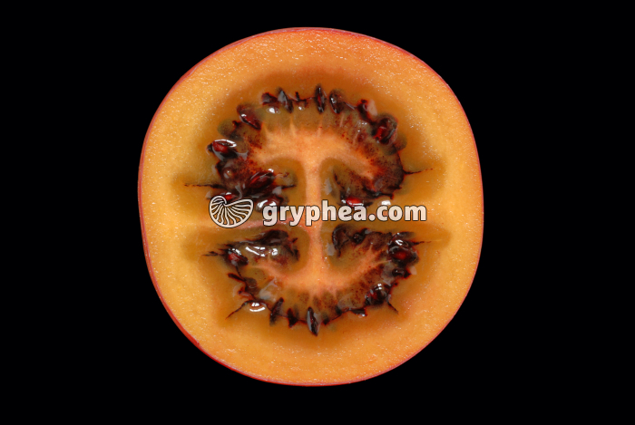 Tamarillo CT (Solanum betaceum) - gryphea.org